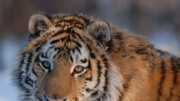 Ruský tygr: Král tajgy