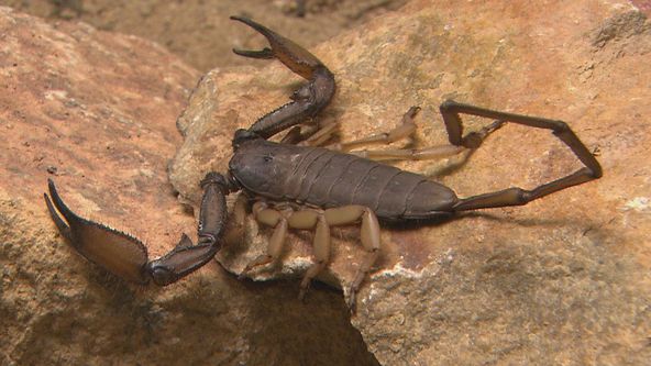 Největší zabijáci Afriky (1)