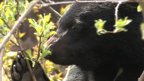Království divočiny: Medvěd ušatý, Japonsko