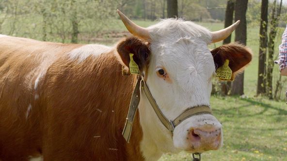 Co naše babičky uměly a na co my jsme zapomněli