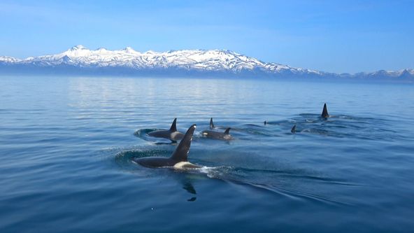 Království divočiny: Kosatka dravá, Japonsko