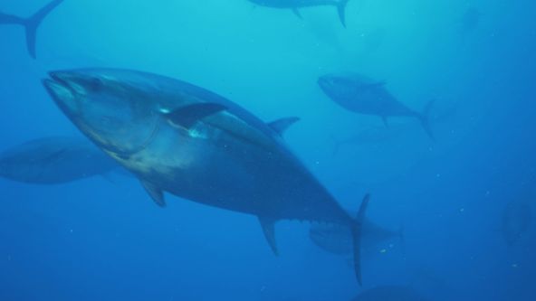 Rybí farmy - pro a proti