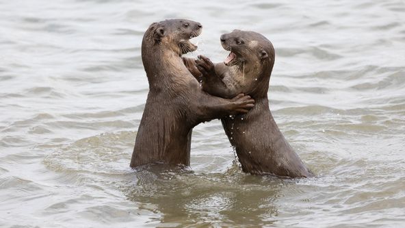 Vydry ve městě (4)