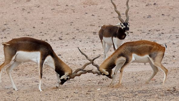 Oáza přímorožců