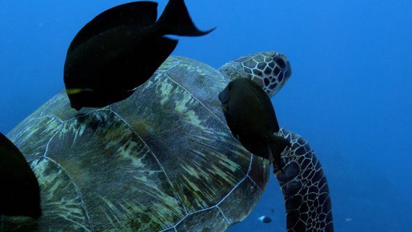 Poutníci moří nám ukazují cestu