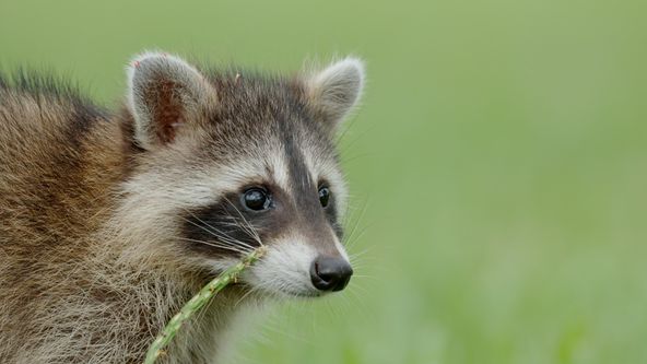 Mývalové - mistři umění přežít
