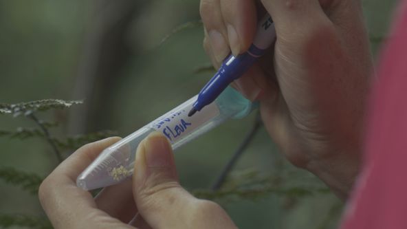 Síla rostlin - tajemný dobyvatel