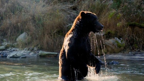 Naši bratři medvědi