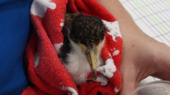 Záchranáři divokých zvířat: Austrálie (5)
