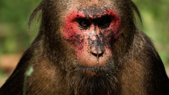 Království makaka medvědího