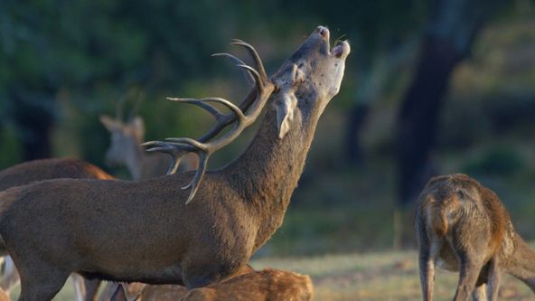 Lesy Pyrenejského poloostrova (1)