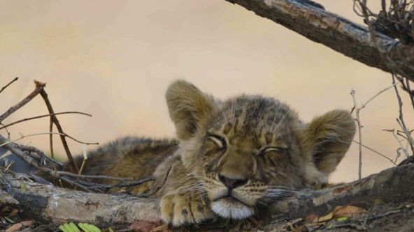 Afričtí lovci II (1)