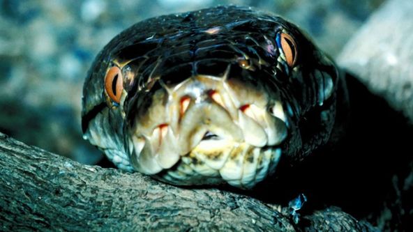 Nejnebezpečnější hadi světa (3)