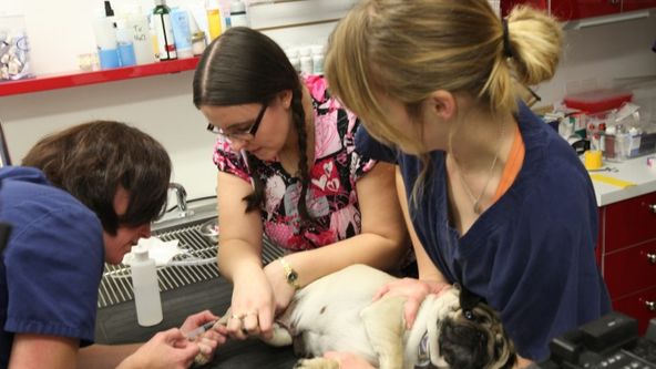 Yukonská veterinářka VII (5)