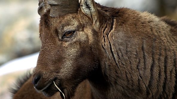 Divoké Švýcarsko (2)