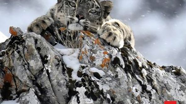 Levhart sněžný: Ve stínu velehor