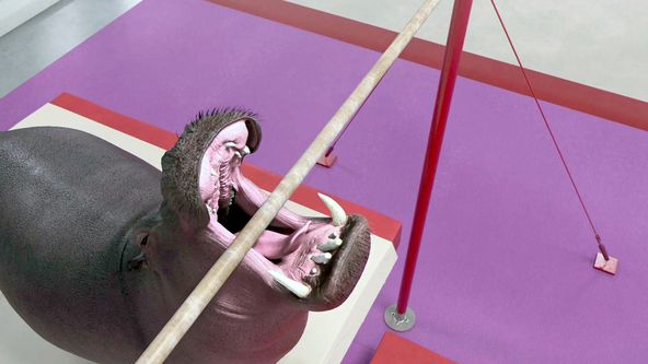 Sportující zvířata IV