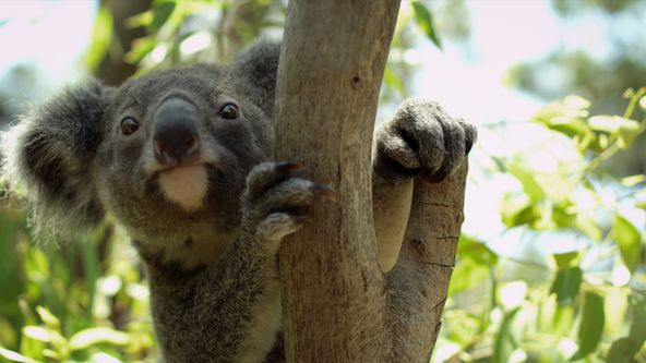 Příběhy divočiny