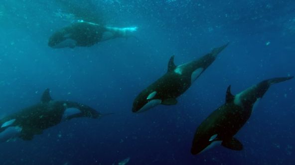 Zvířata vs přežití (2)