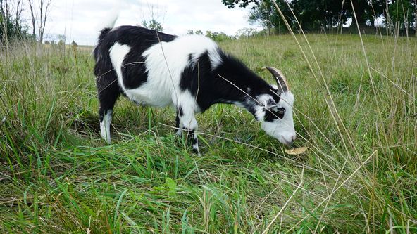 Útulek ve stodole (1)