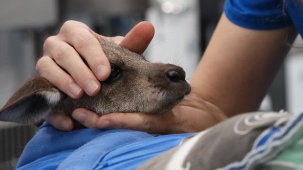 Záchranáři divokých zvířat: Austrálie (5)