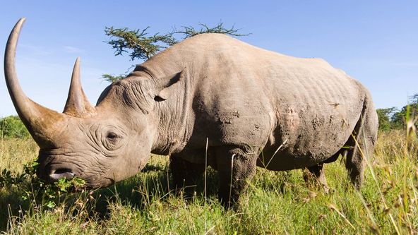 Jedinečná zvířata - výběr (3)