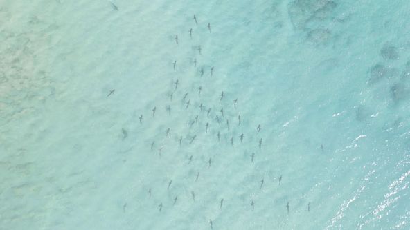 Rok na planetě Zemi (5/6)