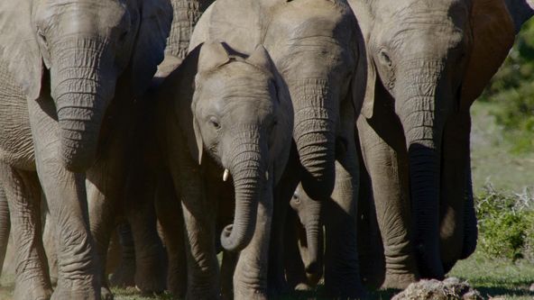 Velký sloní příběh