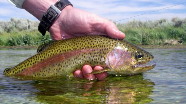 Za rybami světových moří