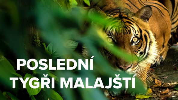 Poslední tygři malajští