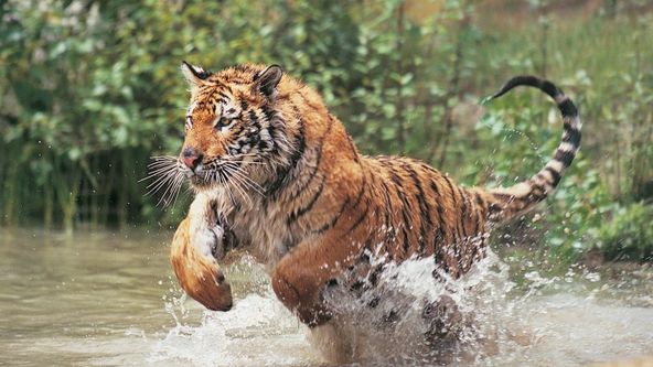 Šílená zvířata (4)