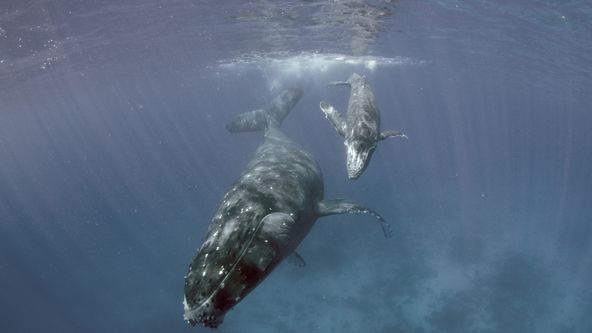 Svědkem je velryba