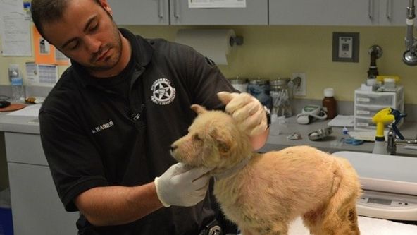 Veterinární policie Houston XVII (2)