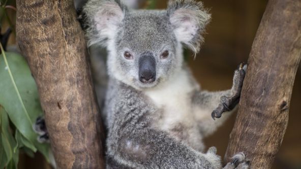 Hrdinové z The Dodo (4)