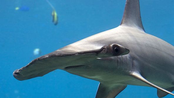 Největší zabijáci (1)