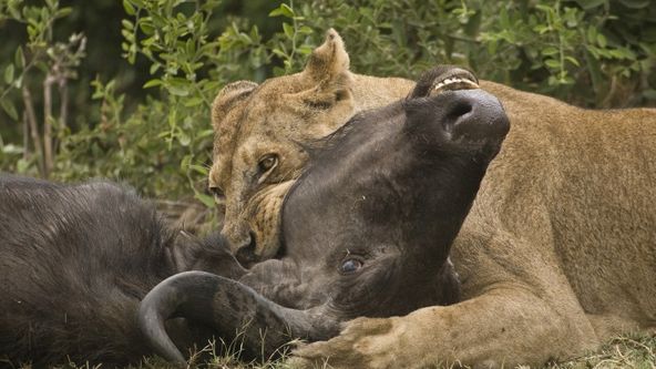 Predátor vs. kořist (2)