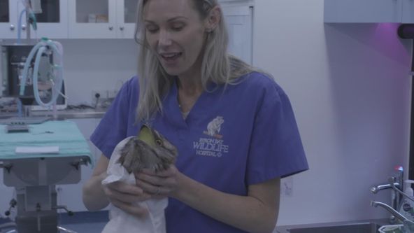 Záchranáři divokých zvířat: Austrálie (9)