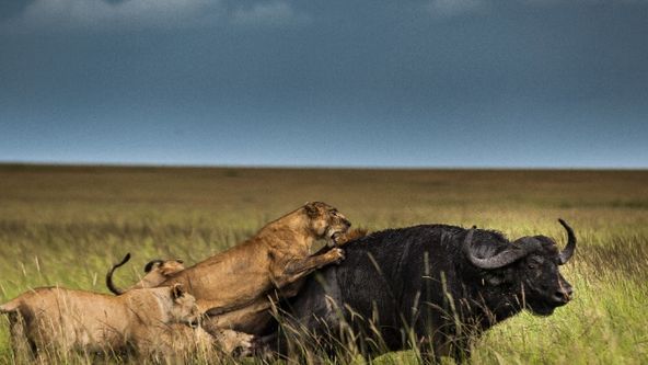 Linie predátorů (4)