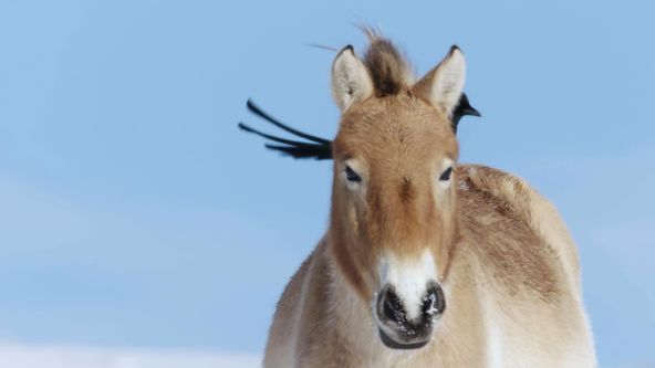 Divoké Mongolsko: země extrémů (2)