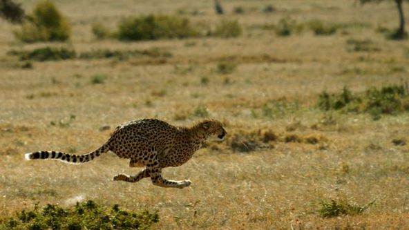 Život gepardice