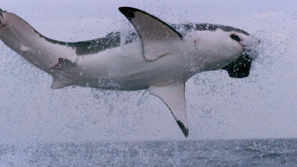 Zvířata vs přežití (1)