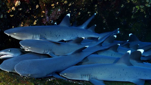 Planeta žraloků (3)