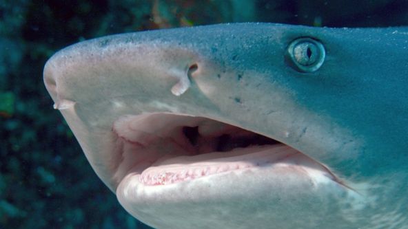 50 odstínů žraloka