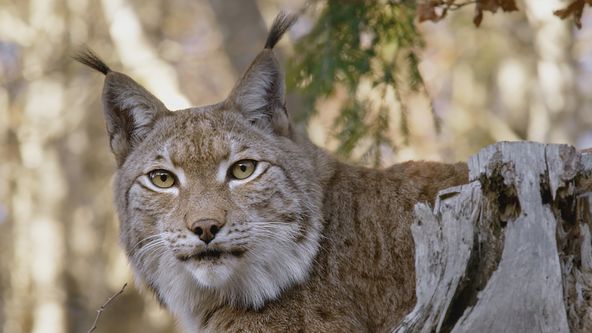Útočiště - Příběhy o přežití v Alpách (2)