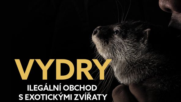 Vydry - ilegální obchod s exotickými zvířaty