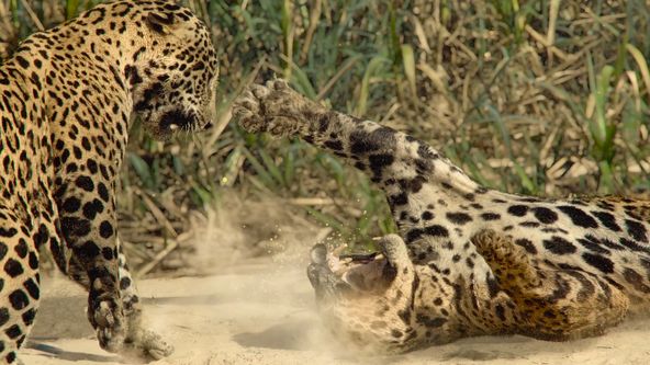 Gladiátoři zvířecí říše (3)