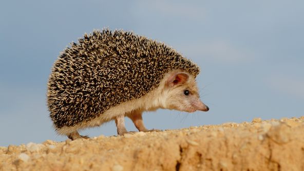 Podivuhodná cesta ježka Aladina
