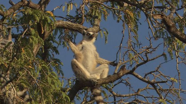 Království divočiny: Lemuři kata, Madagaskar
