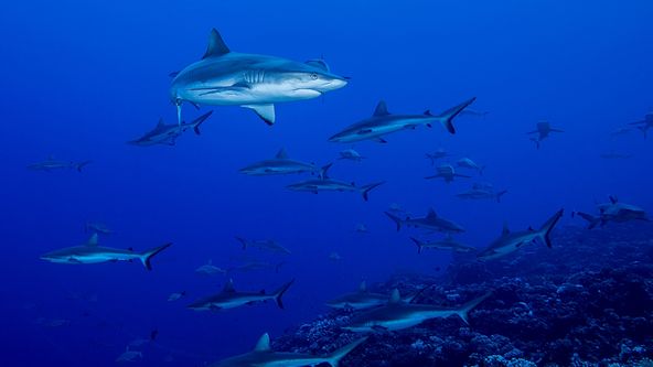 Rodinné setkání žraloků