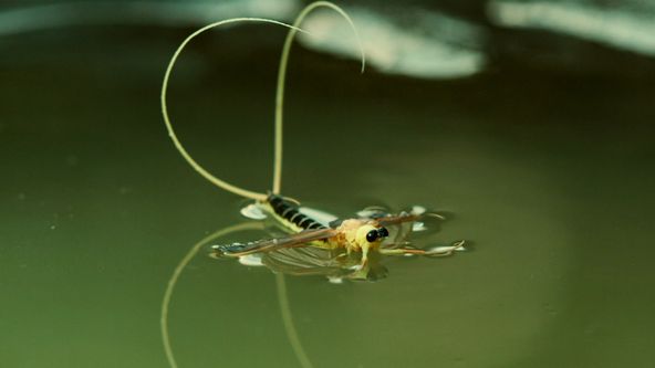 Království divočiny: Jepice dlouhochvostá, Maďarsko